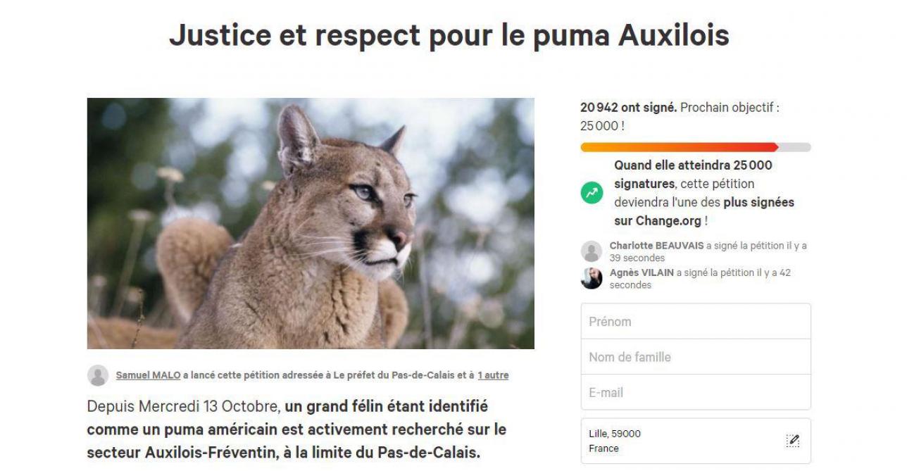 Puma top americain extinction